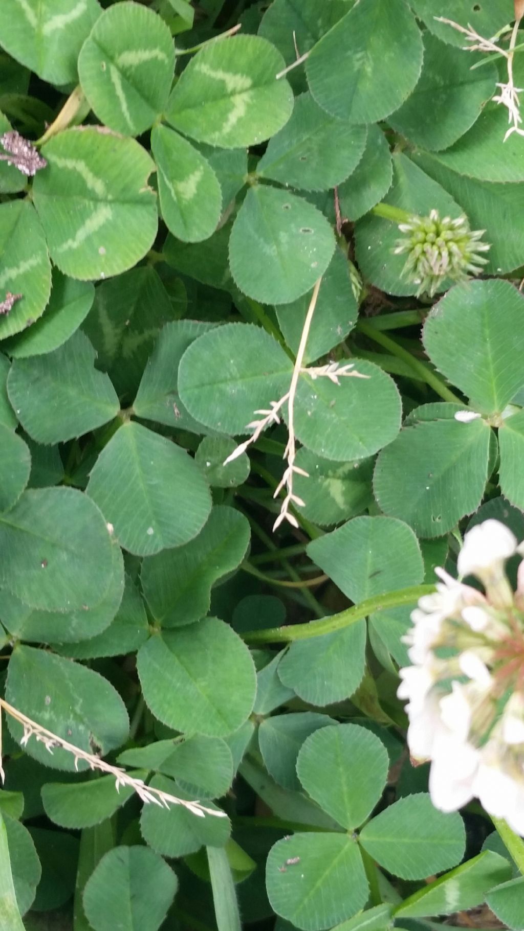 Trifolium repens (Fabaceae)